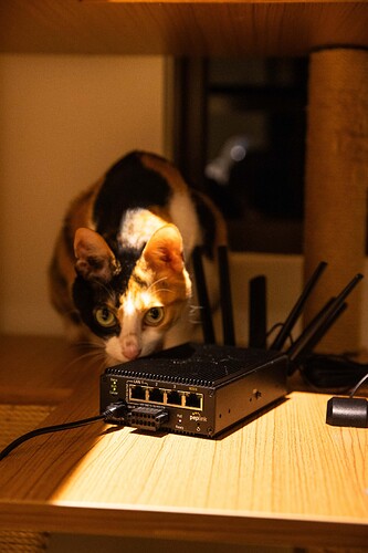 Cat and Transit Pro E